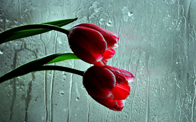 Two red tulips vase rainy free wallpaper - medium preview image