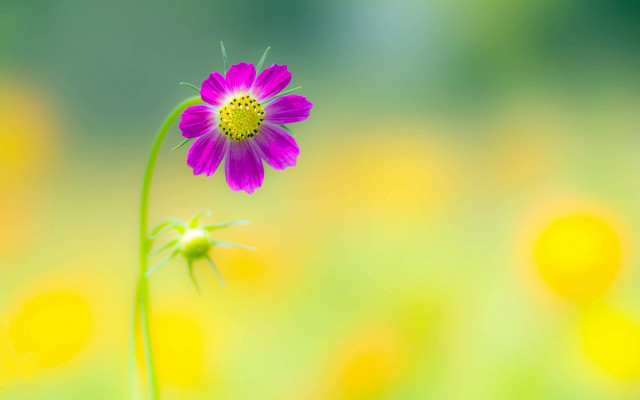 Flower field yellow pink macro free wallpaper - medium preview image
