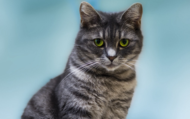 Serious black cat green eyes free wallpaper - medium preview image