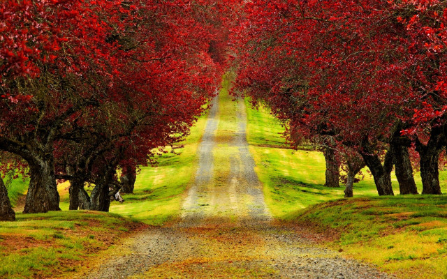 Autumn path red leaves green #2 free wallpaper - medium preview image