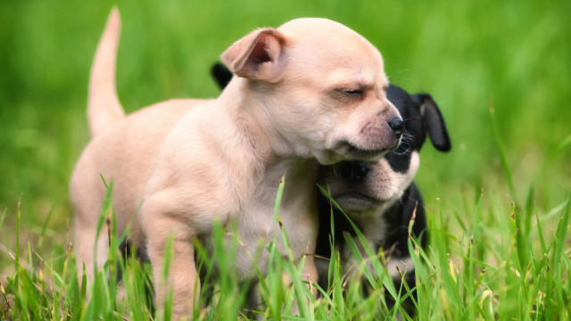 Small dog grass head paws free wallpaper - medium preview image