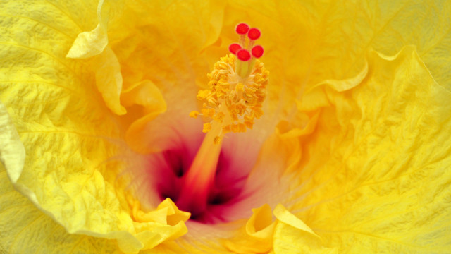 Yellow flower red center macro free wallpaper - medium preview image