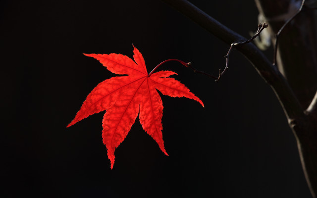 Red leaf night dark background free wallpaper - medium preview image