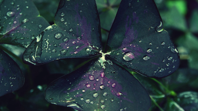 Purple flower water droplets macro #26 free wallpaper - medium preview image