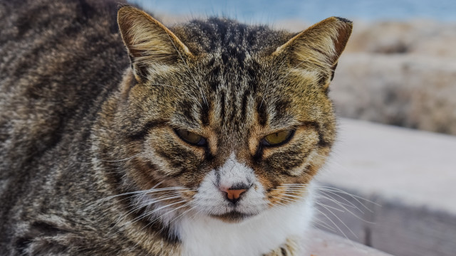 Cat ledge angry blurry background free wallpaper - medium preview image