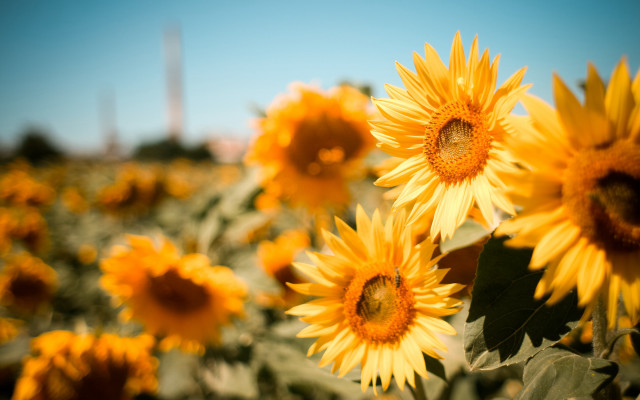 Sunflowers blue sky building autumn #2 free wallpaper - medium preview image