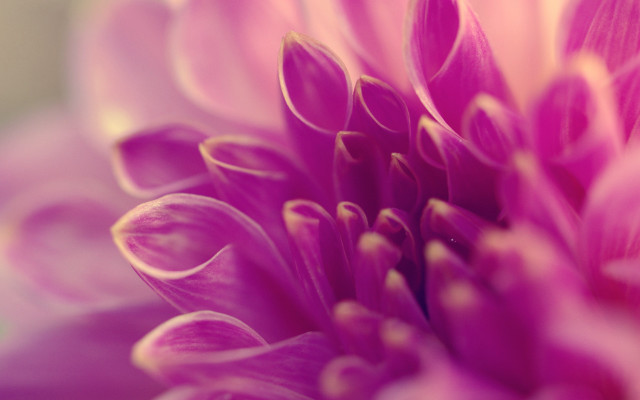 Pink flower macro bokeh blurry #2 free wallpaper - medium preview image