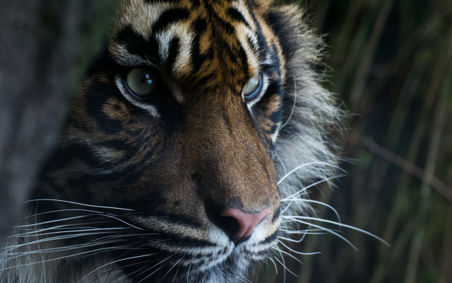 Tiger staring distance blurry background free wallpaper - medium preview image