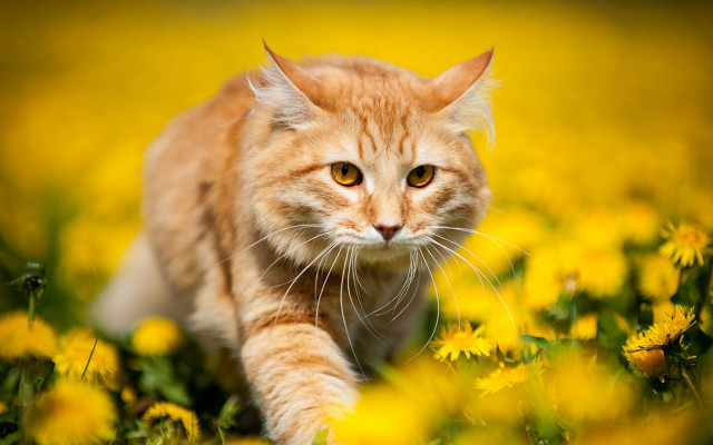 Cat field yellow flowers autumn free wallpaper - medium preview image