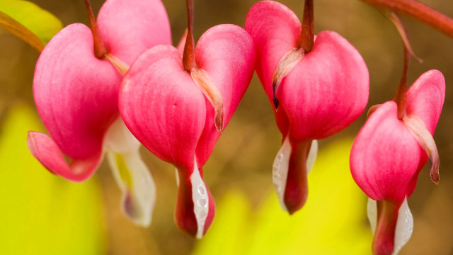 Flower buds macro blurry background free wallpaper - medium preview image