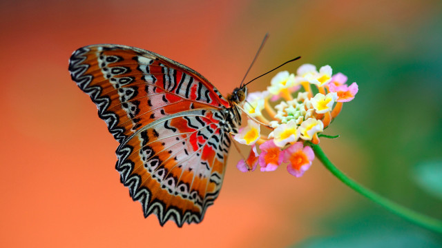 Butterfly flower cloisonnism macro gradient free wallpaper - medium preview image