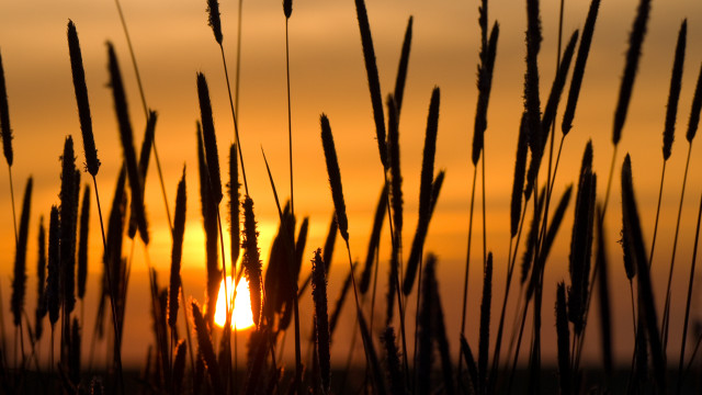 Sunset tallgrass blowing dusk horizon free wallpaper - medium preview image
