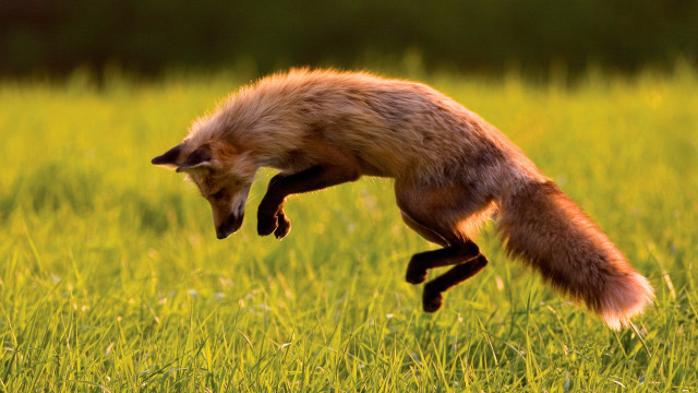 Small animal jumping field blurry free wallpaper - medium preview image