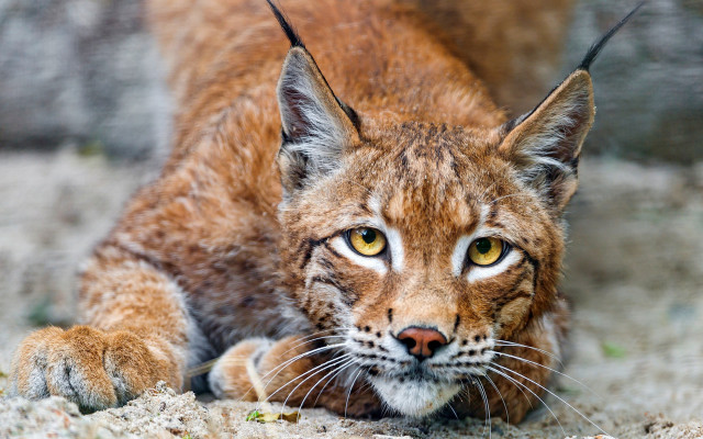 Cat closeup eyes open blurry free wallpaper - medium preview image