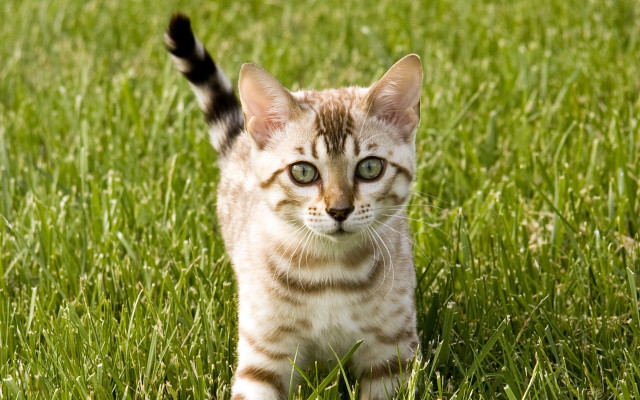 Kitten walking grass green field free wallpaper - medium preview image