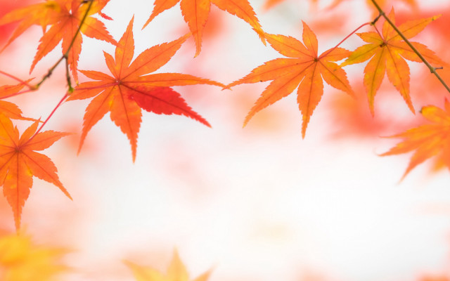 Leafy tree autumn sky blurry free wallpaper - medium preview image