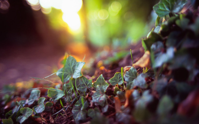 Plant leaves sunlight bokeh depth free wallpaper - medium preview image