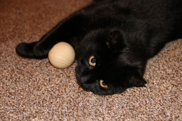 Black cat playing toy brown free wallpaper - medium preview image