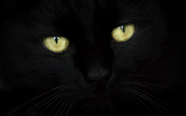 Black cat yellow eyes moonlight #3 free wallpaper - medium preview image
