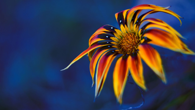 Colorful flower blue background holography free wallpaper - medium preview image