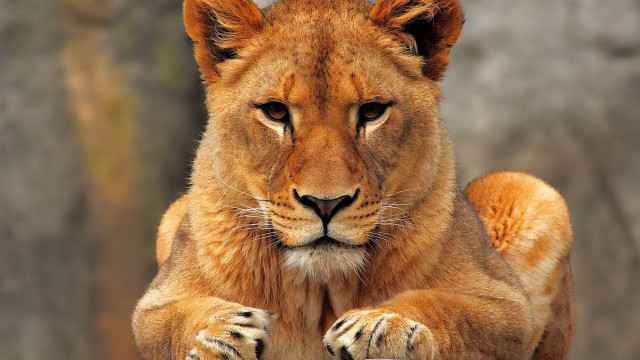 Lion sitting rock sad look free wallpaper - medium preview image