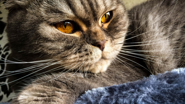 Cat blue blanket serious eye free wallpaper - medium preview image