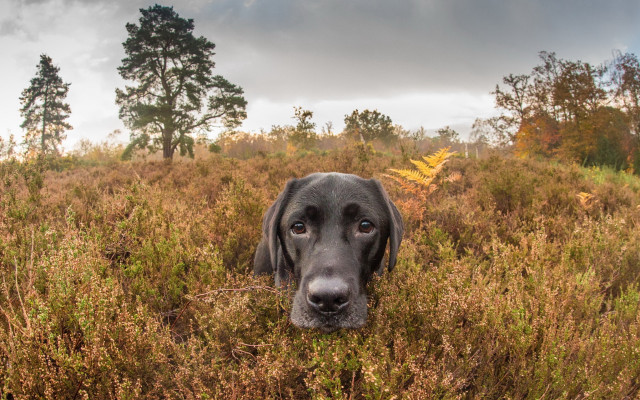 Dog field tallgrass cloudy sky free wallpaper - medium preview image