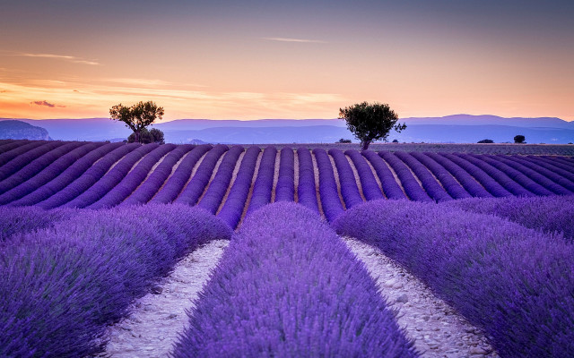 Lavender field sunset trees mountains free wallpaper - medium preview image