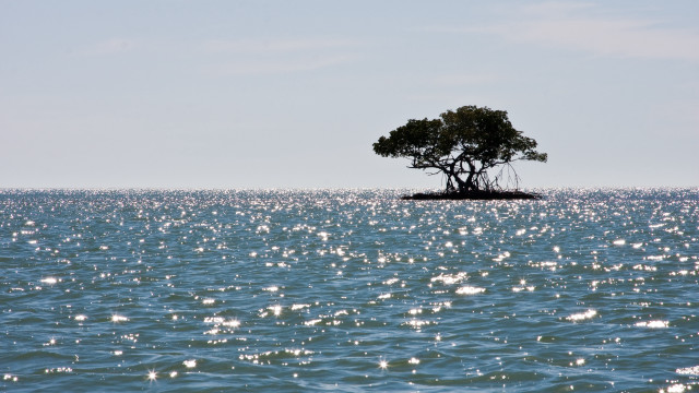 Lone tree ocean island ecological free wallpaper - medium preview image