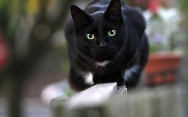 Black cat fence flowers illusion free wallpaper - medium preview image