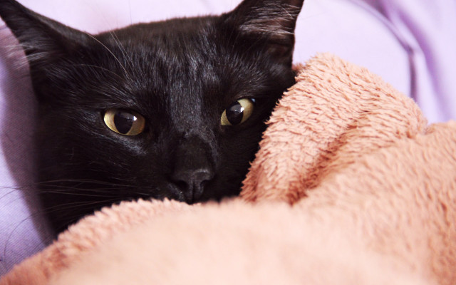 Black cat pink blanket sad free wallpaper - medium preview image