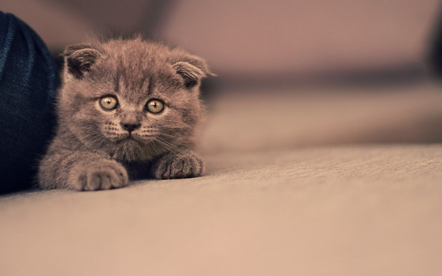 Kitten tiltshift piercing eyes closeup free wallpaper - medium preview image