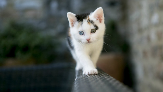 Small kitten wooden bench brick free wallpaper - medium preview image