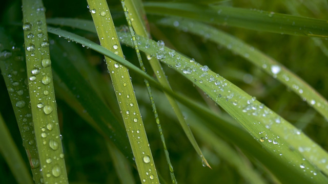 Green plant water droplets macro #16 free wallpaper - medium preview image