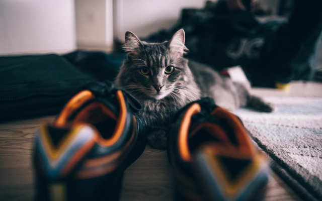Cat shoes background blur bokeh free wallpaper - medium preview image