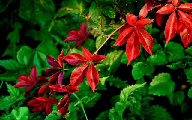 Red flower leaves butterfly forest free wallpaper - medium preview image