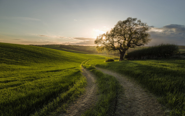 Dirt road green field tree #3 free wallpaper - medium preview image