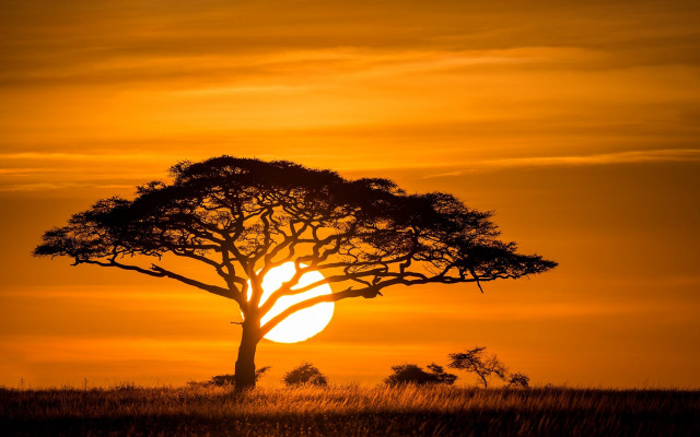 Tree field sunset clouds plant free wallpaper - medium preview image