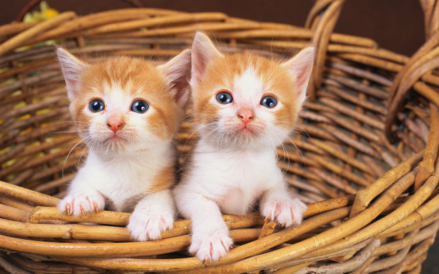 Kittens basket blue eyes symmetrical free wallpaper - medium preview image