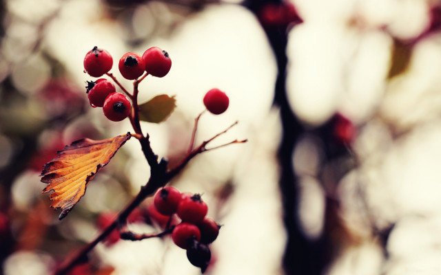 Red berry branch macro nature free wallpaper - medium preview image