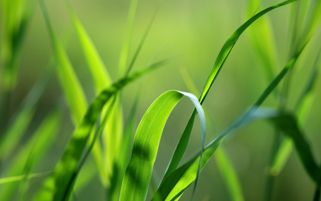 Grass blurry background macro nature free wallpaper - medium preview image