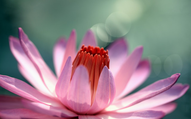 Pink flower red center macro free wallpaper - medium preview image