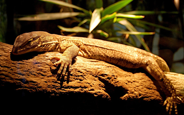 Lizard rock dark closed eyes free wallpaper - medium preview image