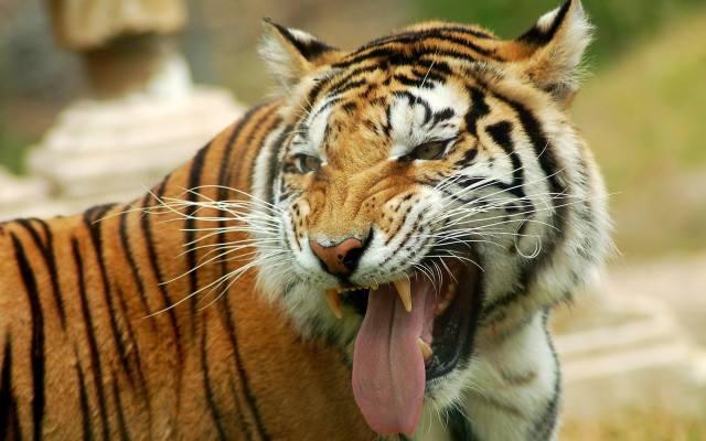 Tiger open mouth blurry background free wallpaper - medium preview image