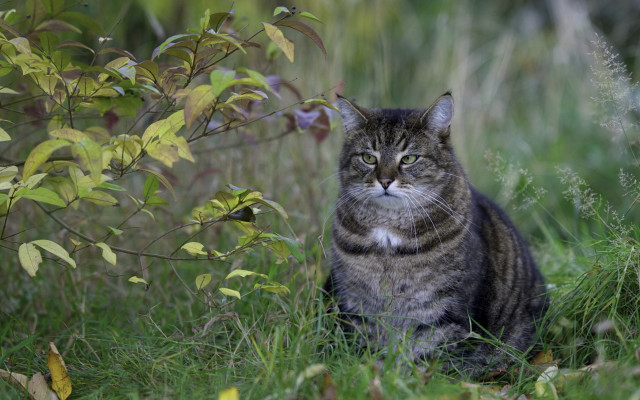 Sad cat in grass blurry #2 free wallpaper for desktop - medium preview image