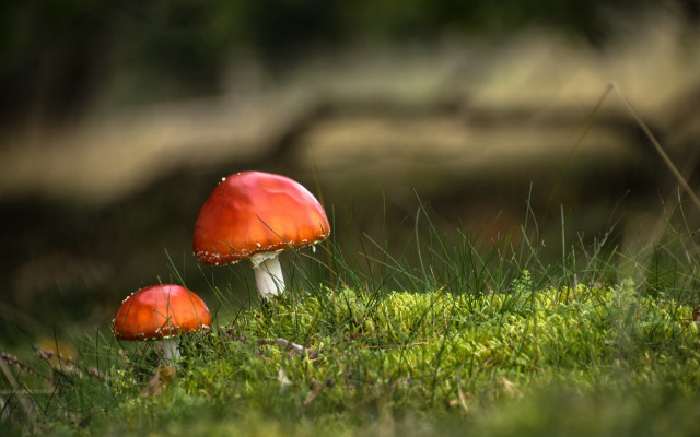 Mushrooms forest tiltshift macro blurry free wallpaper - medium preview image