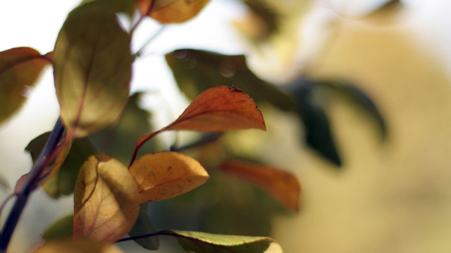 Tree leaves closeup shallowdepth blurrybackground free wallpaper - medium preview image