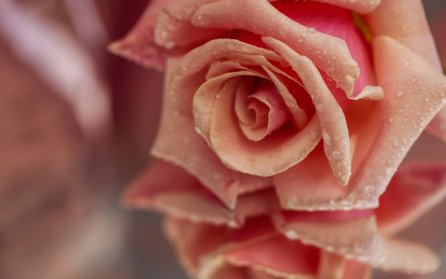 Pink rose water droplets macro #15 free wallpaper - medium preview image