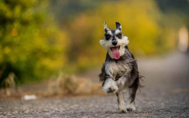 Dog running tongue out outdoors free wallpaper - medium preview image