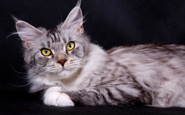 Cat yellow eyes black background #2 free wallpaper - medium preview image